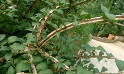 人称“鬼见愁”,“长翅膀的树”,你见过没?还是漆树的“克 星”