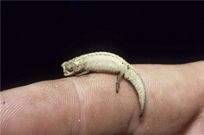 ​史密夫侏儒变色龙：与南方侏儒变色龙基因相似
