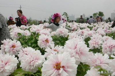 ​“曹县666”菏泽的困局