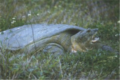 ​鼋：属于亚洲地区独有的物种（鳖类中最大的一个）