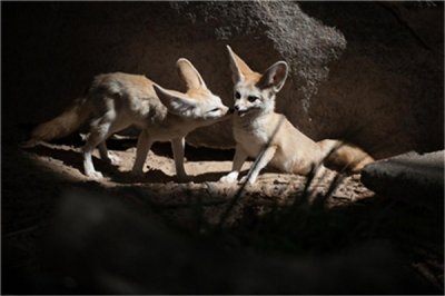 ​耳廓狐：体型最小的犬科动物（耳朵有着特别的功效）