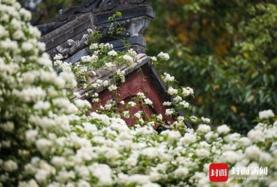 看!七里香开成白色花瀑 | 图集