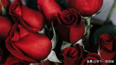 10款红玫瑰大图壁纸,送给你,希望你能收获甜甜的爱情