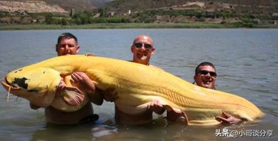 88公斤白化鲶鱼,破世界记录(图)