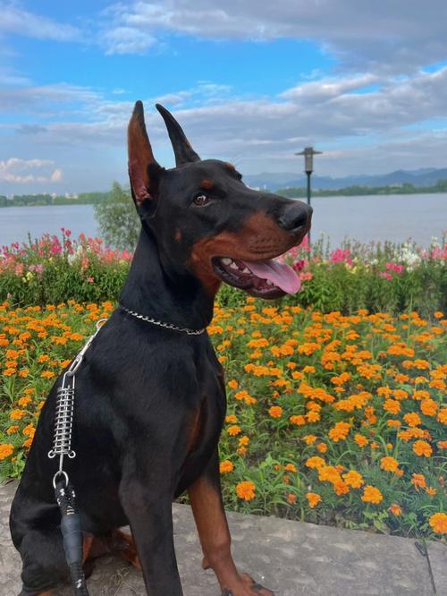 杜宾狗简介(杜宾是种耐看的气质狗)