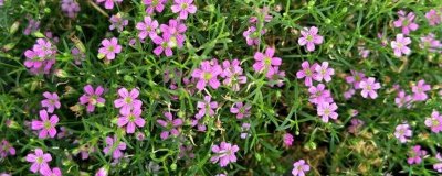 满天星开完花如何处理(图)