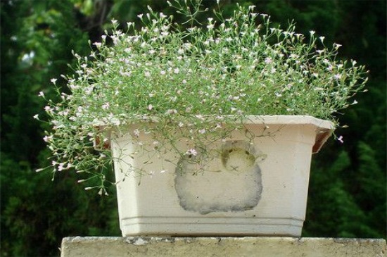 满天星开完花如何处理(图)(图3)