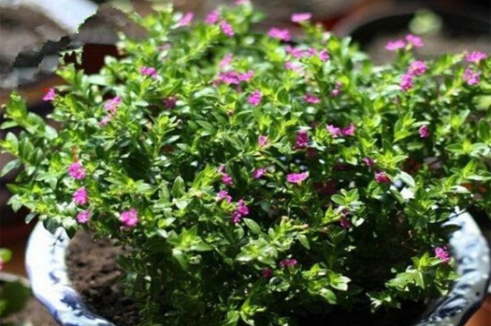 满天星开完花如何处理(图)(图2)