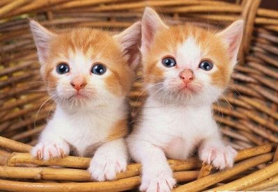 注意：这几种生肖的人不适合在家中养猫