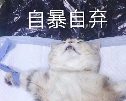 一组超萌猫咪表情包分享,暖化了~