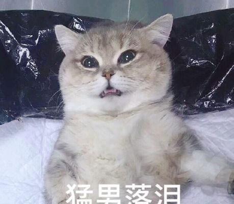 一组超萌猫咪表情包分享,暖化了~