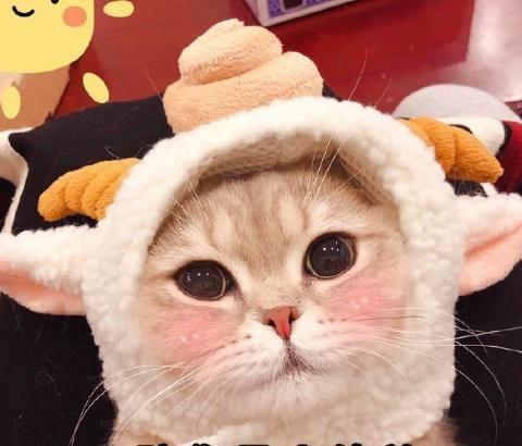 一组超萌猫咪表情包分享,暖化了~