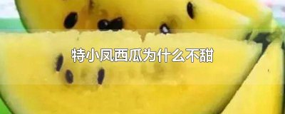 特小凤西瓜含糖量高吗 特小凤西瓜和西瓜哪个好吃