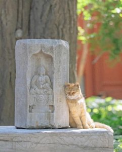 你可能不信!猫和主人相遇,其实早就是命中注定!