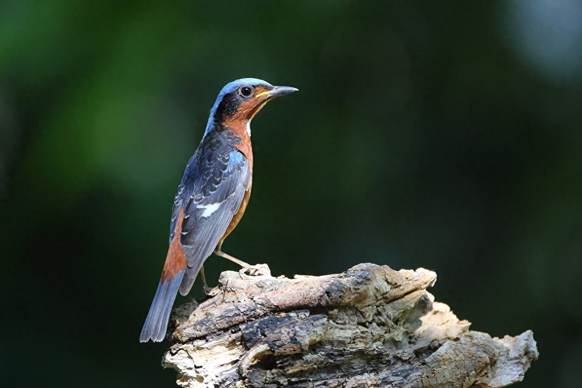 裁下一片五彩霞做衣裳--白喉矶鸫