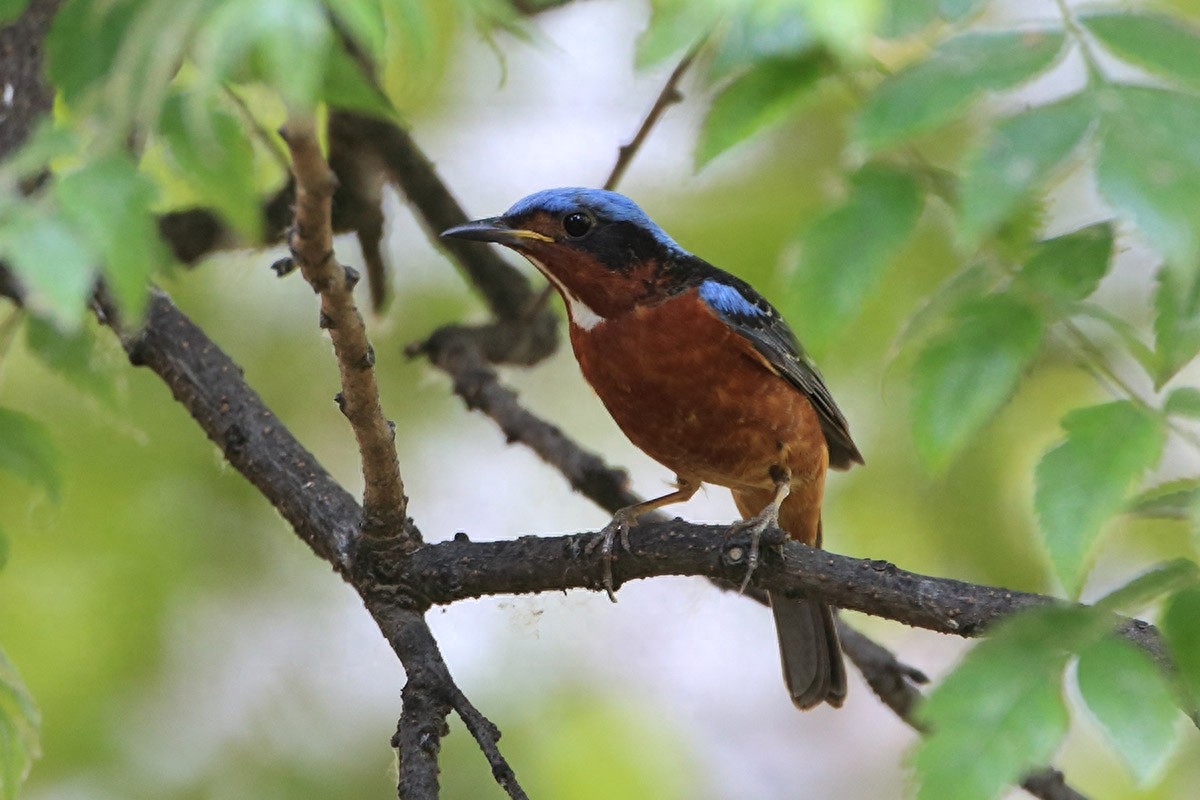裁下一片五彩霞做衣裳--白喉矶鸫