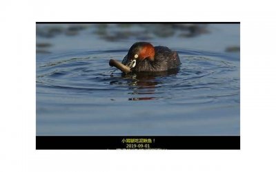 男人的乳房到底有啥用?