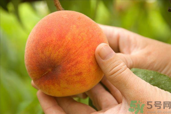 桃子和梨子能一起吃吗?桃子和梨子一起吃好吗? 桃子和梨子能一起吃吗?桃子和梨子一起吃好吗?