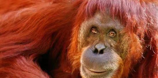 逆水寒玩家脸捏太丑，系统都看不下去送了张整容券，贴吧哭求拯救