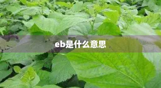 eb是什么意思 eb是什么意思