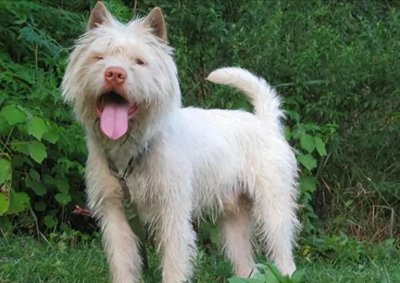 ​中华田园犬原来这么厉害，这些品种你认识几个？