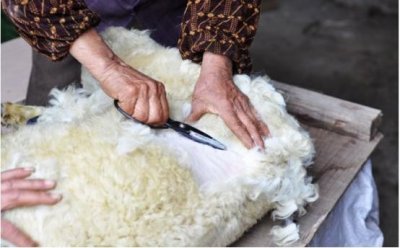 ​这样剪羊毛才正确，你知道吗？