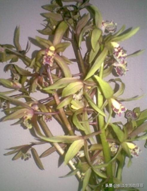 只要看准这5点,在山上能找到比花店还好的兰花