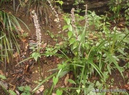 只要看准这5点,在山上能找到比花店还好的兰花