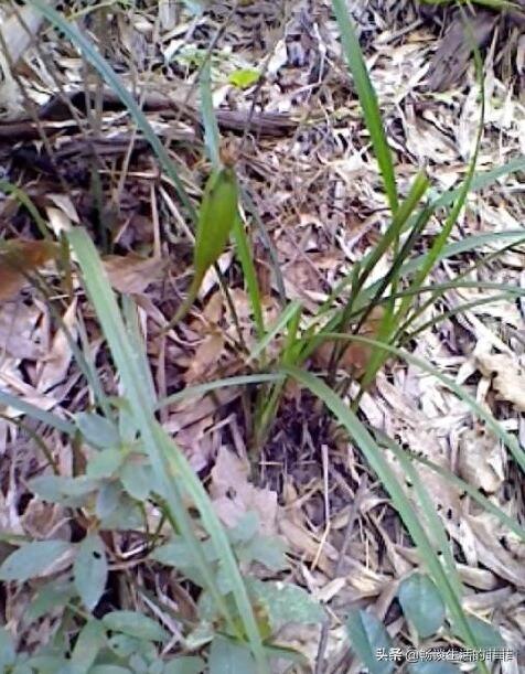 只要看准这5点,在山上能找到比花店还好的兰花