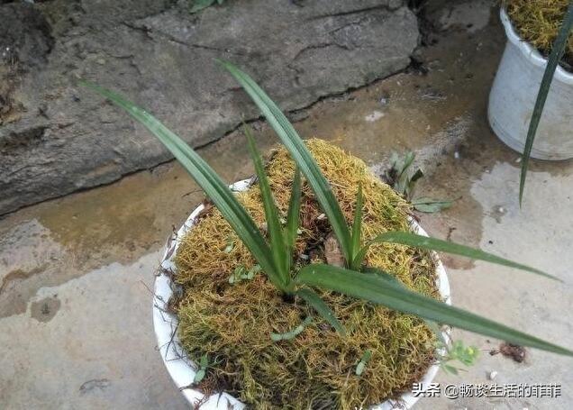 只要看准这5点,在山上能找到比花店还好的兰花