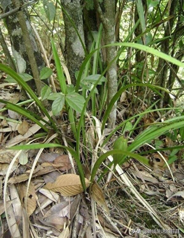 只要看准这5点,在山上能找到比花店还好的兰花