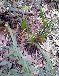 ​只要看准这5点，在山上能找到比花店还好的兰花