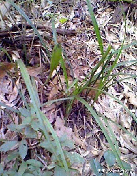 只要看准这5点,在山上能找到比花店还好的兰花