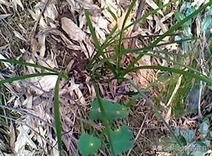 只要看准这5点,在山上能找到比花店还好的兰花