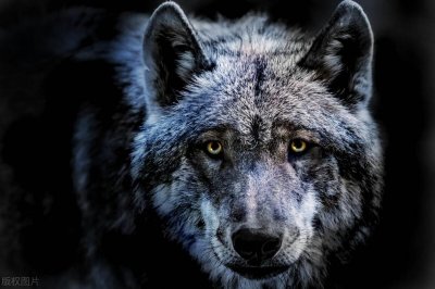 狼为什么要吃人?长白山老猎人说,因为狼从来没有把人当过人