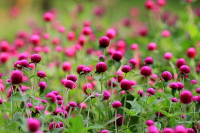 欧美翻译腔经典句式