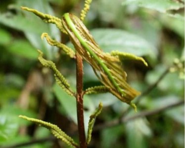与蕨菜神似的牛毛广,我还记得它的味道