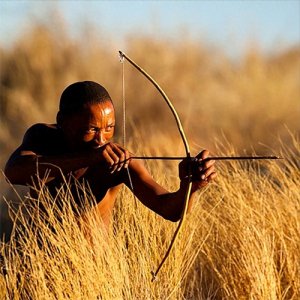 【科普】箭毒木-见血封喉