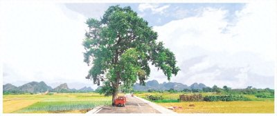 ​桂林一棵乌桕成网红，田园美景随手拍