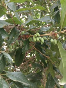 ​桂花结出来的果实你见过吗?原来用途这么多,很多人都不知道