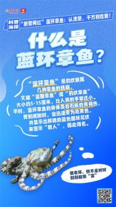 ​科普海报｜“新晋网红”蓝环章鱼：认清楚，千万别吃我！！！