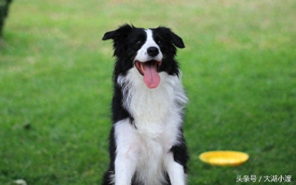 10张狗狗的笑脸，你被萌化了吗？