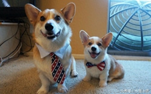 10张狗狗的笑脸，你被萌化了吗？