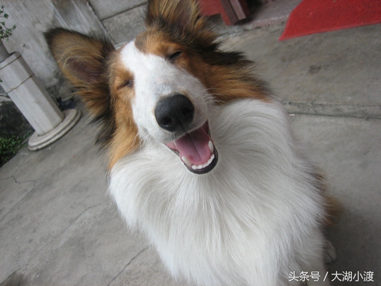 10张狗狗的笑脸，你被萌化了吗？