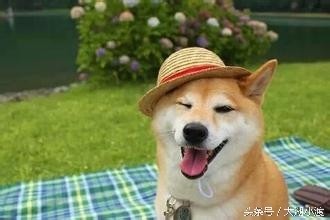 10张狗狗的笑脸，你被萌化了吗？