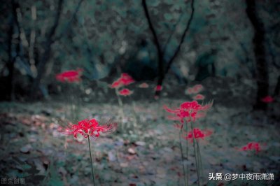 死亡之花,天蝎座