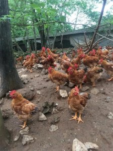 究竟养多少只才叫养鸡?养鸡能很快发家致富吗?