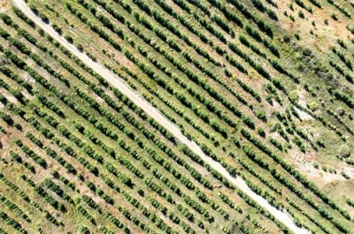 (环境)内蒙古多伦县:沙地变松林