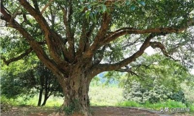 ​文玩核桃篇——200多年树龄的野生南疆石狮子头