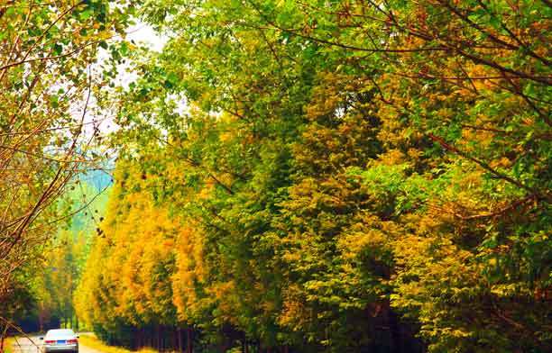 4.沈北新区太子山省级森林公园